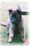 7 weeks