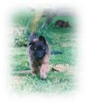7 weeks