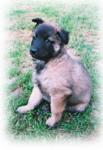 7 weeks