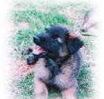 7 weeks