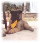 Delator Free as a Bumblebee "Sunny" 8 weeks
