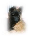 Delator Solitaire at 9 weeks