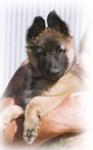 Dancing Queen at 9 weeks