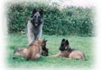 Nickie with her puppies