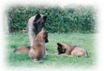 Nickie with her pups