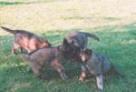 tugg of war at 7 weeks