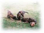 TUGG OF WAR AT 7 WEEKS