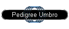 Pedigree Umbro