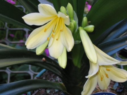 flowers enhance chi
