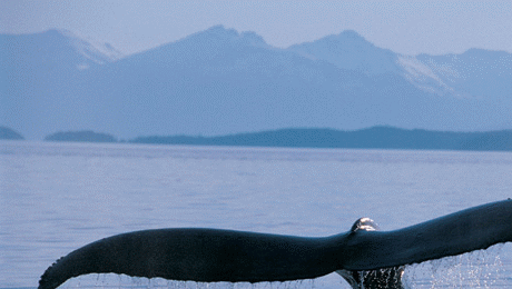 SAVE THE WHALES