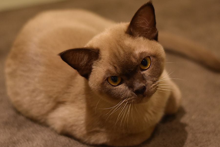 Burmese