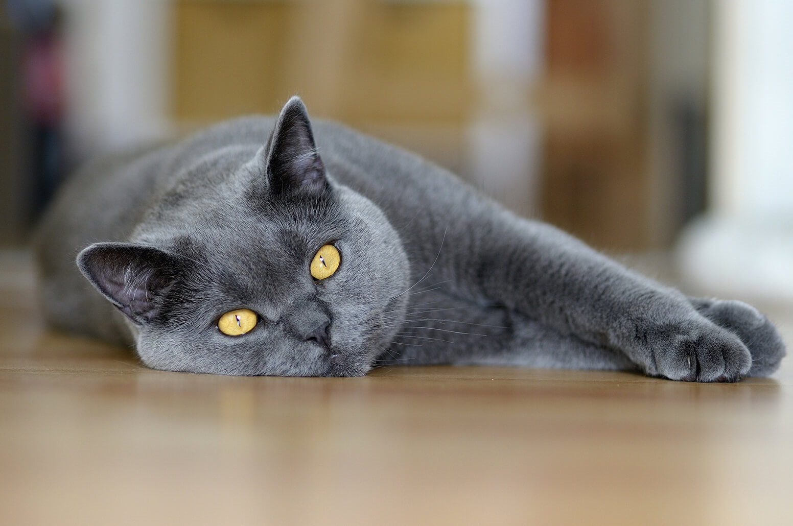 Chartreux