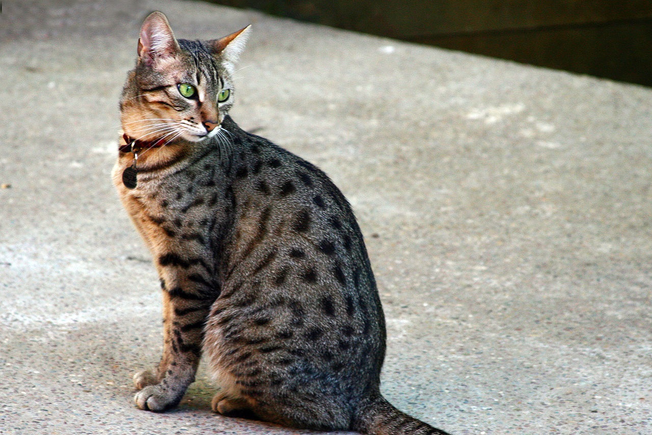 Egyptian Mau