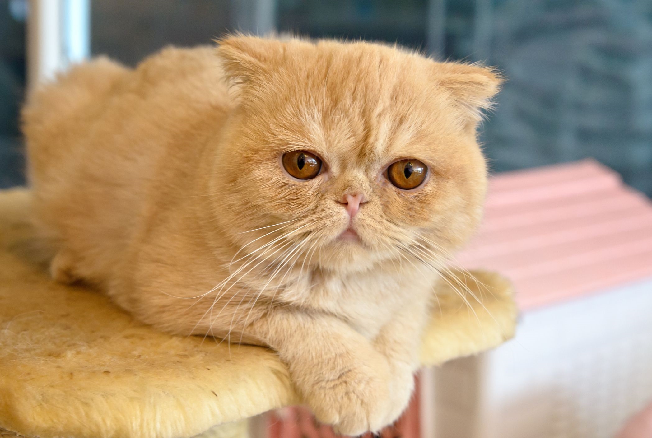 Exotic Shorthair