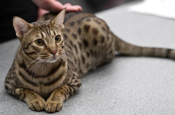 Ocicat