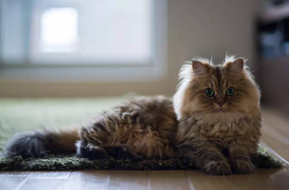 Persian