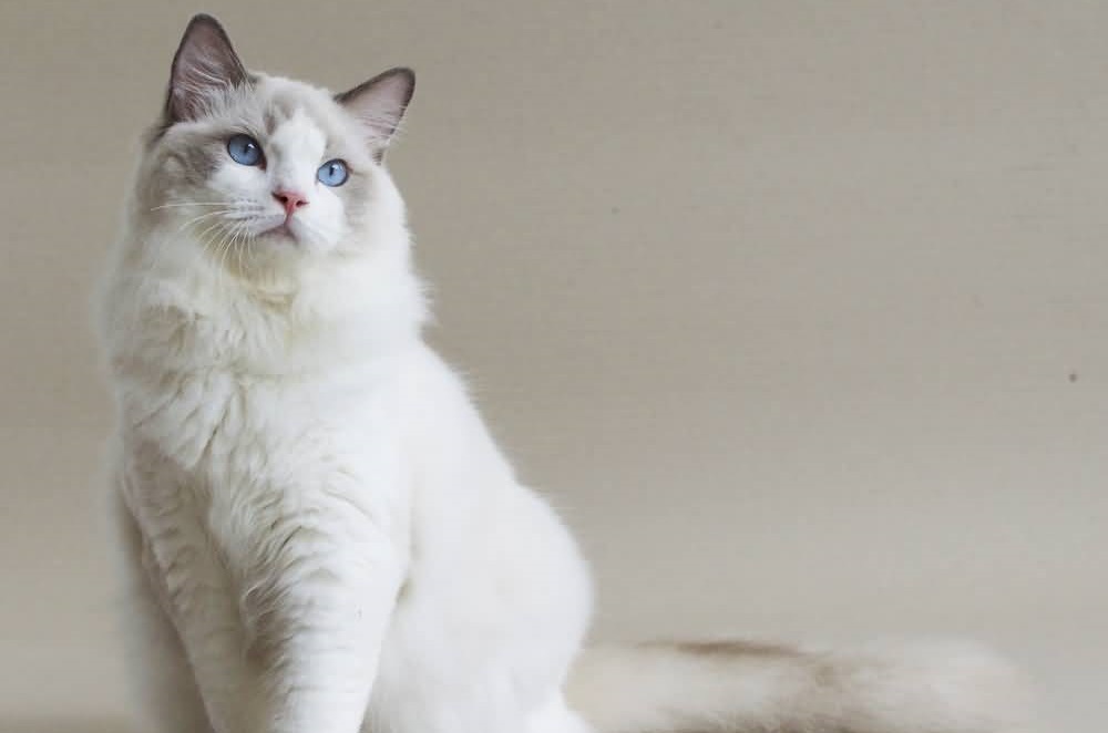 Ragdoll