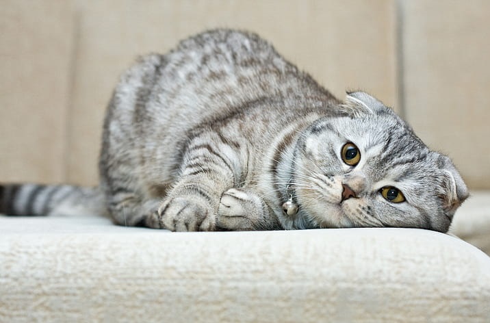 Scottish Fold