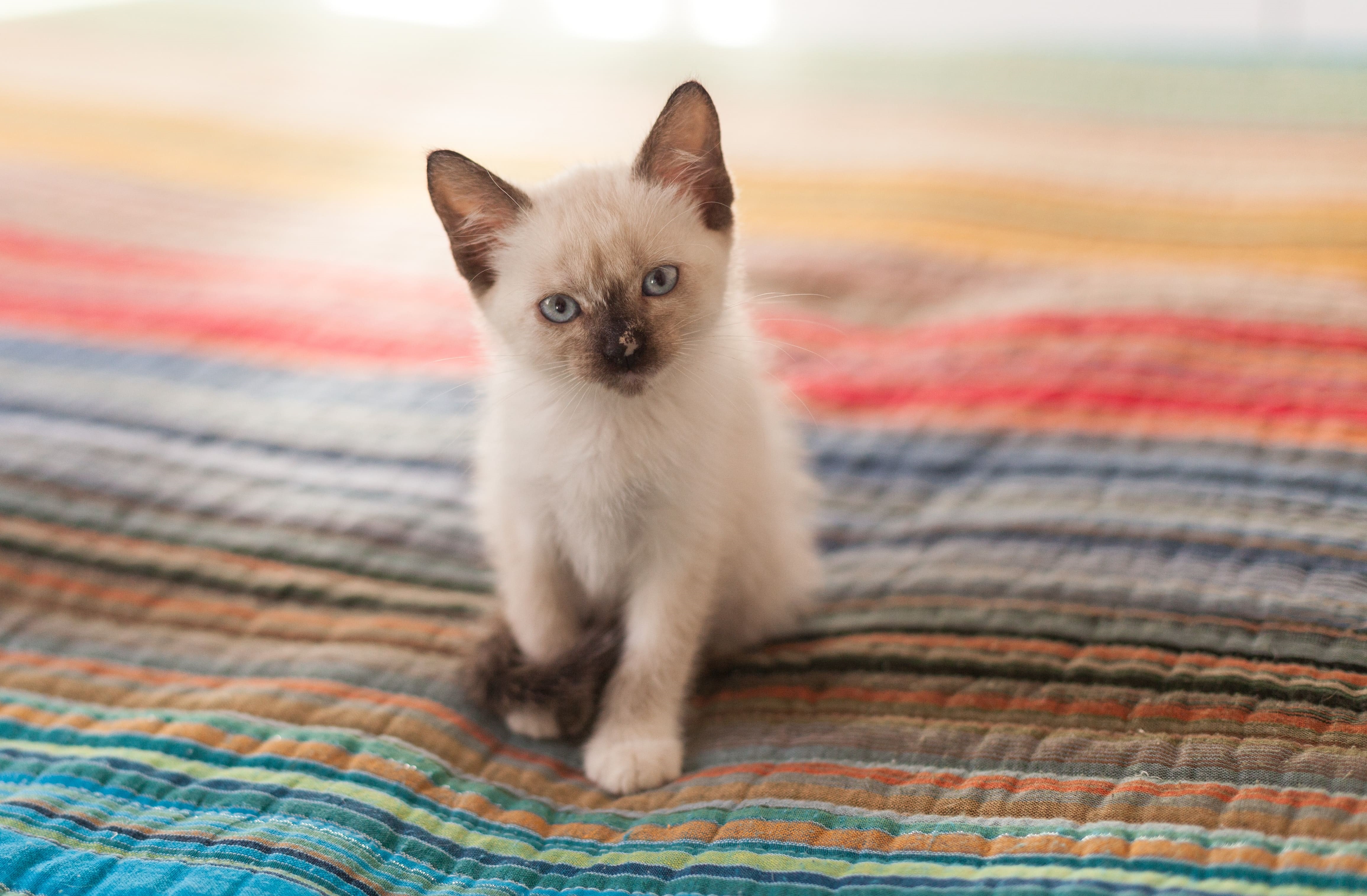 Siamese
