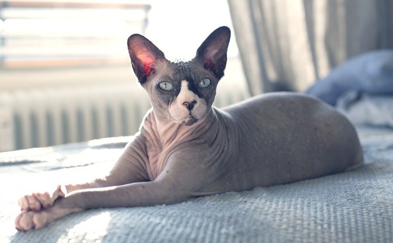 Sphynx