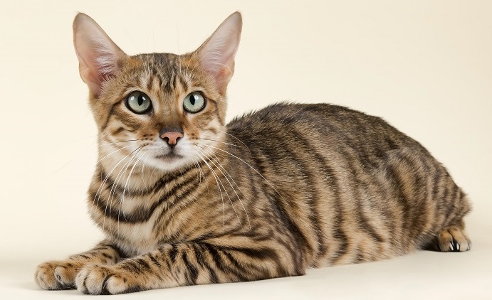 Toyger