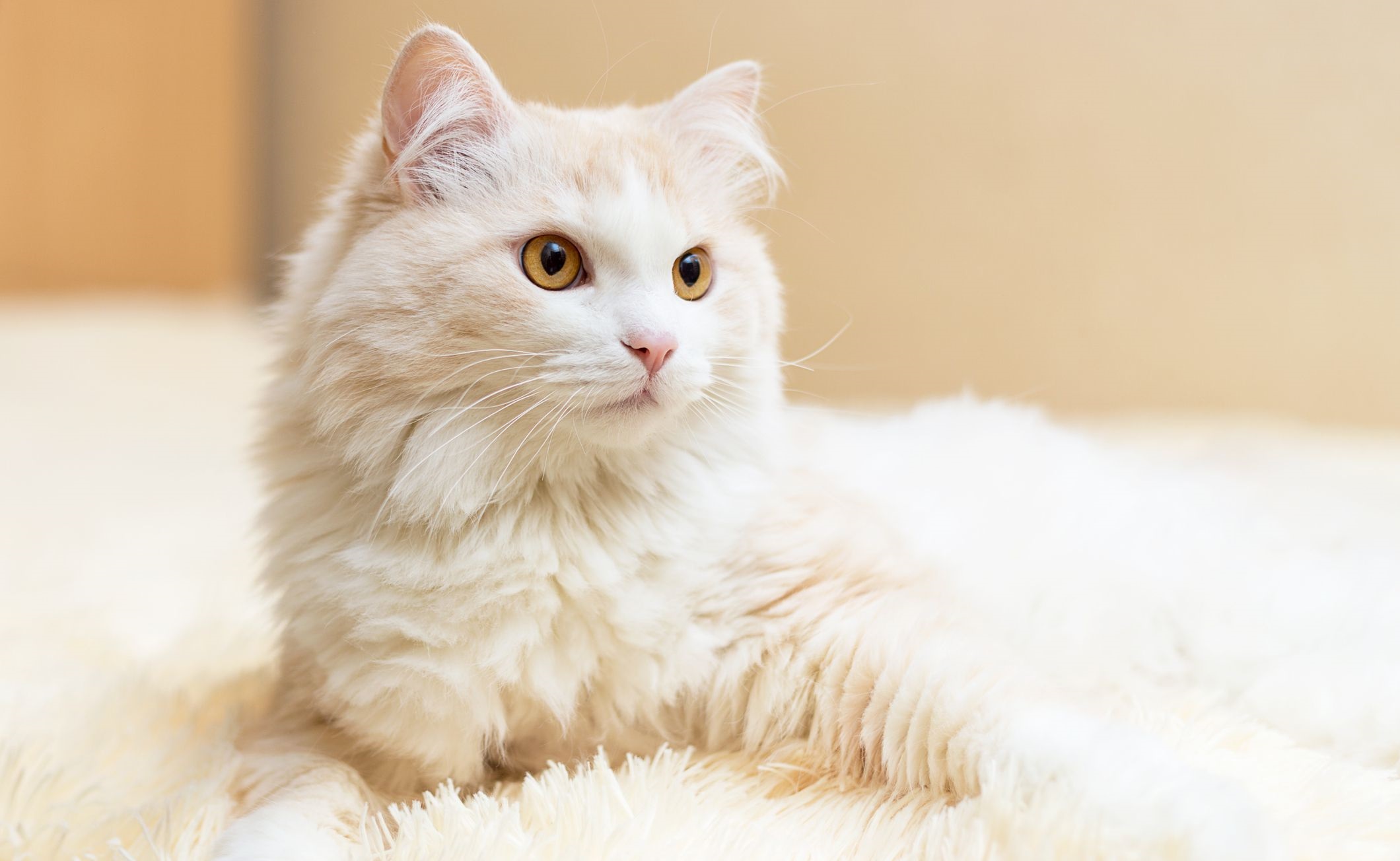 Turkish Angora