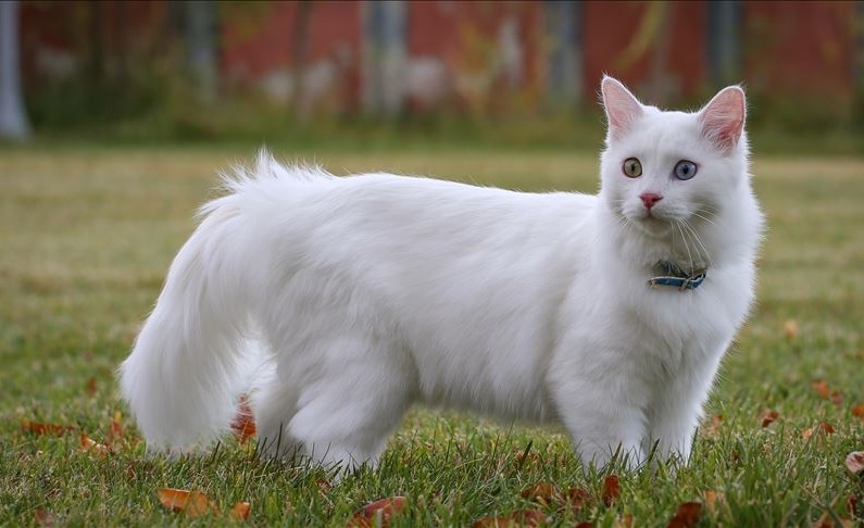 Turkish Van