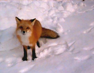 fox