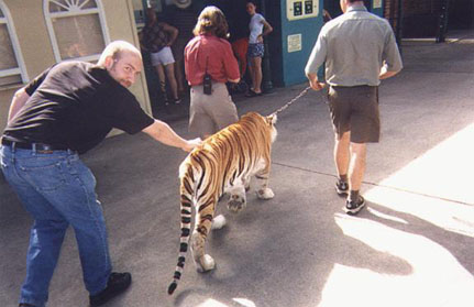 Catch a tiger by the...