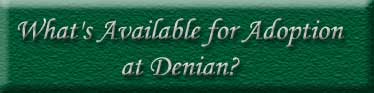 What's Available for Adoption at Denian?