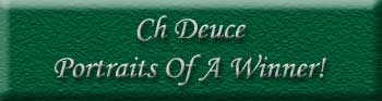 CH Denian Deuce's Are Wild - "Deuce"