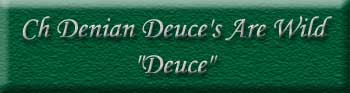 CH Denian Deuce's Are Wild - "Deuce"