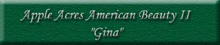 Apple Acres American Beauty II - "Gina"