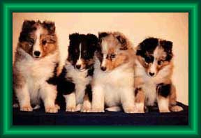 Denian Show Hopefuls