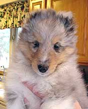 Baby Deuce at 7 weeks