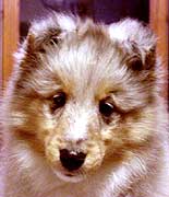 Baby Deuce at 9 weeks