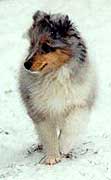 Deuce in snow, 17 weeks