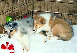 Nap time! Deuce and sissy Peyton