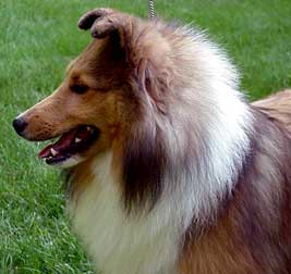 Denian Divine Deception - "Diva" at nine months
