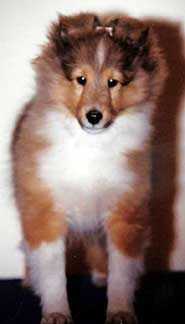 Denian Divine Deception - "Diva" at three months