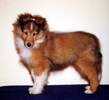 Denian Divine Deception - "Diva" at three months