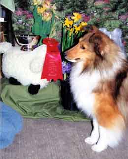 Denian Divine Deception - "Diva" - SECOND place, Am Bred, 2003 ASSA National