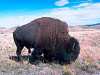 Buffalo