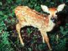 Faun