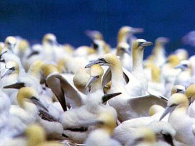 Gannets
