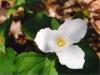 Trillium