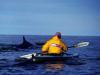 Whales