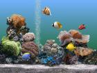 3D-Fish