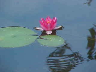 lotus by Denise Dempsey