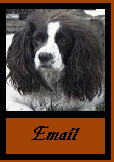 email Dennis